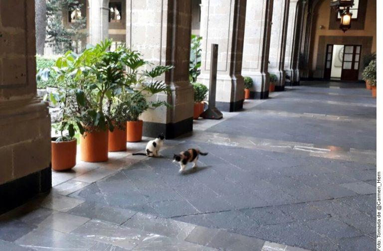 Imagen: Acusan que matarán a gatos de Palacio Nacional; Hacienda lo niega
