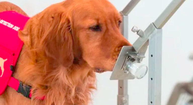 Imagen: Usan a perros para detectar a personas contagiadas con Covid-19