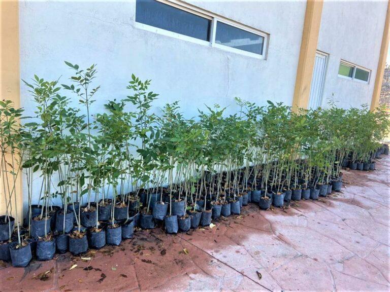 Imagen: Más oxígeno para Atotonilco de Tula, reforestarán con 500 árboles