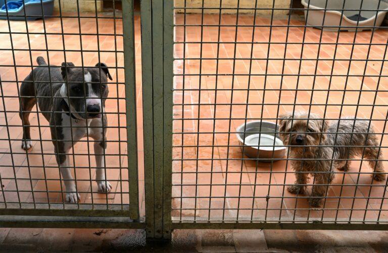 Imagen: Francia prohíbe venta de perros y gatos en tiendas de animales a partir de 2024