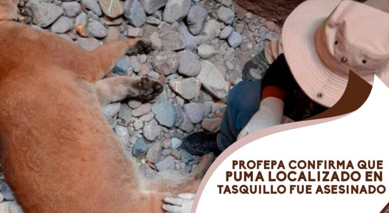 Imagen: Profepa confirma que puma localizado en Tasquillo fue asesinado