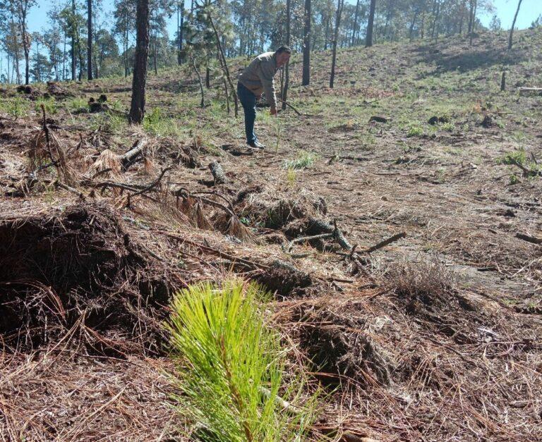 Imagen: Prevén aumento en demanda de pinos en Huasca