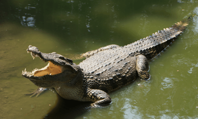 Imagen: ¡De terror! Captan a cocodrilo paseando por un lago de Florida con un cadáver