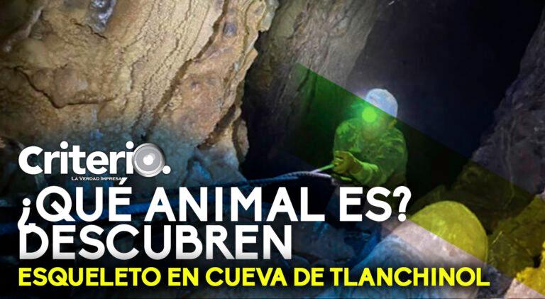 Imagen: ¿Qué animal es? Descubren esqueleto en cueva de Tlanchinol