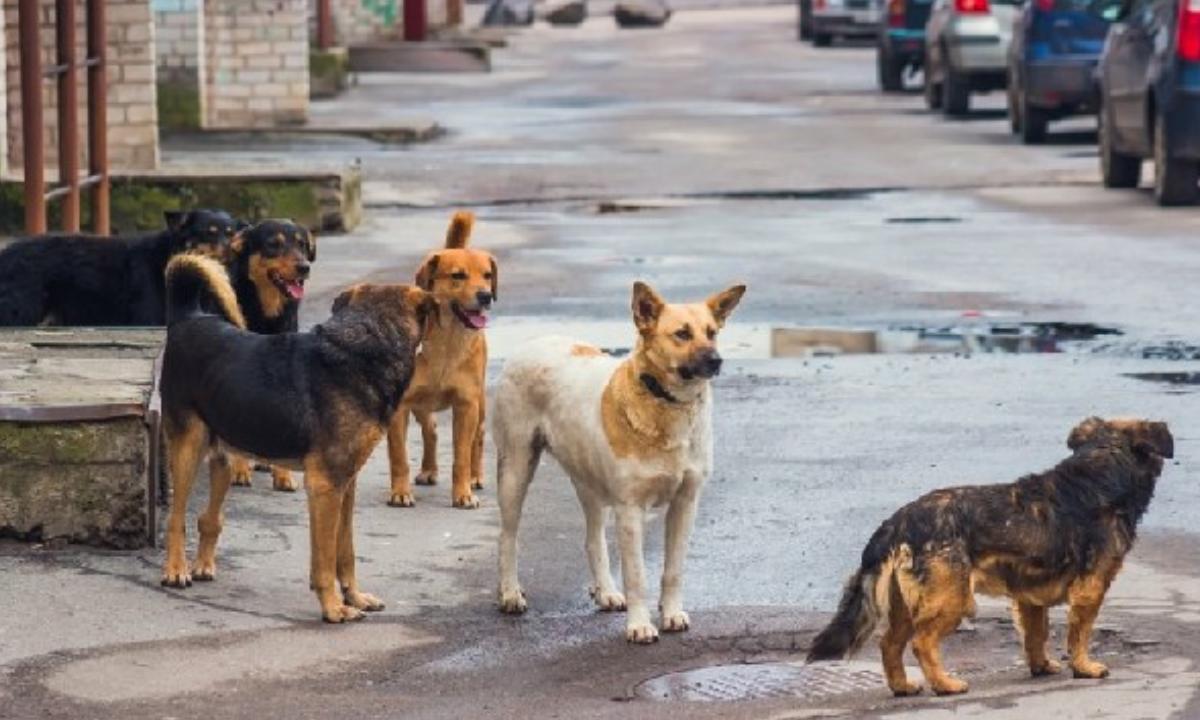 Imagen: En condición de calle, 40% de las mascotas en Tizayuca