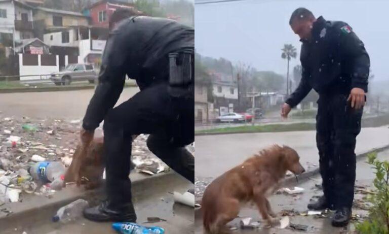 Imagen: “Héroe” uniformado rescata a perro de canal  