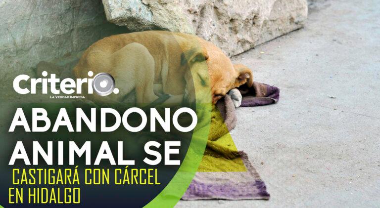 Imagen: Abandono animal se castigará con cárcel en Hidalgo