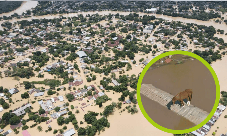 Imagen: Devastación en Brasil por inundaciones: muertos y desaparecidos en aumento