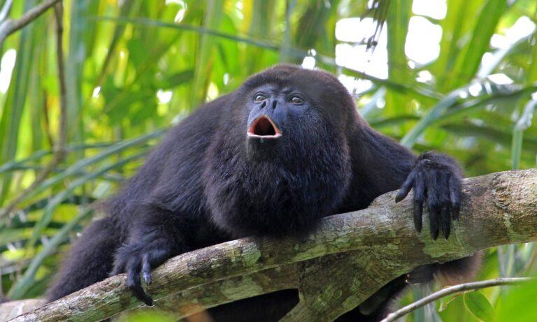 Imagen: Chiapas y Tabasco en alerta por misteriosa muerte de monos saraguato