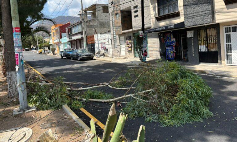 Imagen: Rama de árbol caída deja sin luz y telefonía en la colonia Plutarco, Pachuca