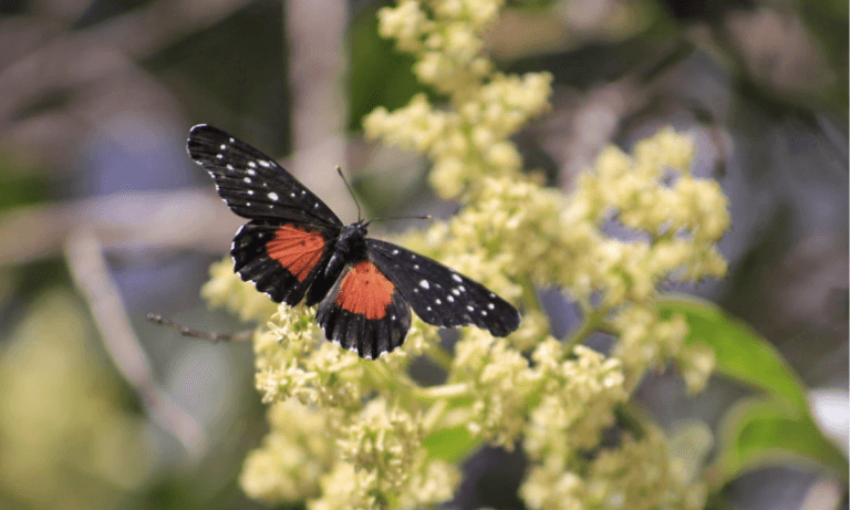 Conoce a las mariposas “parche carmesí”, que han arribado a Pachuca en esta temporada