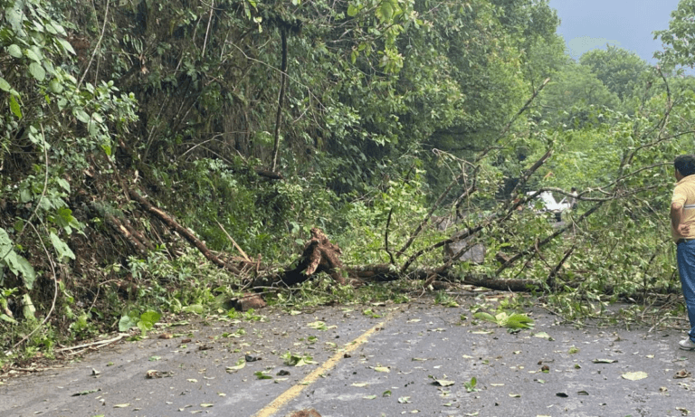 Imagen: Se cae árbol y obstaculiza carretera de Tlanchinol