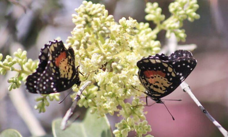 Imagen: ¿Has visto bandadas de mariposas en Pachuca? Advierten que su presencia es por el cambio climático y los incendios