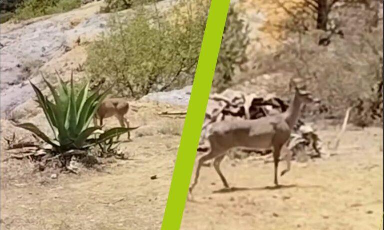 Imagen: VIDEO: Avistan venados cola blanca en Actopan
