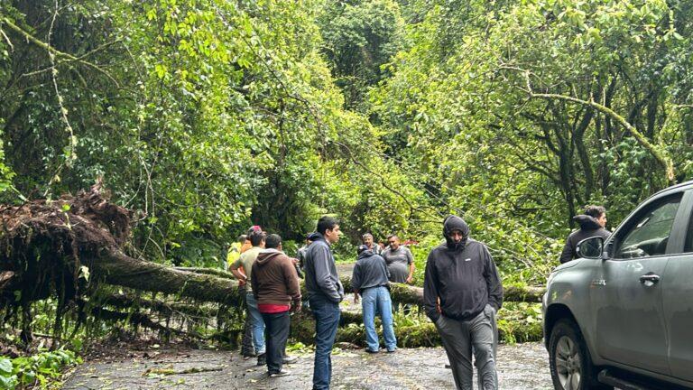 Imagen: Caída de árboles cierra carretera 105, cerca de Tlanchinol