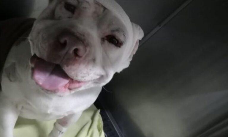 Imagen: Exigen justicia para Zeus, perro agredido a martillazos