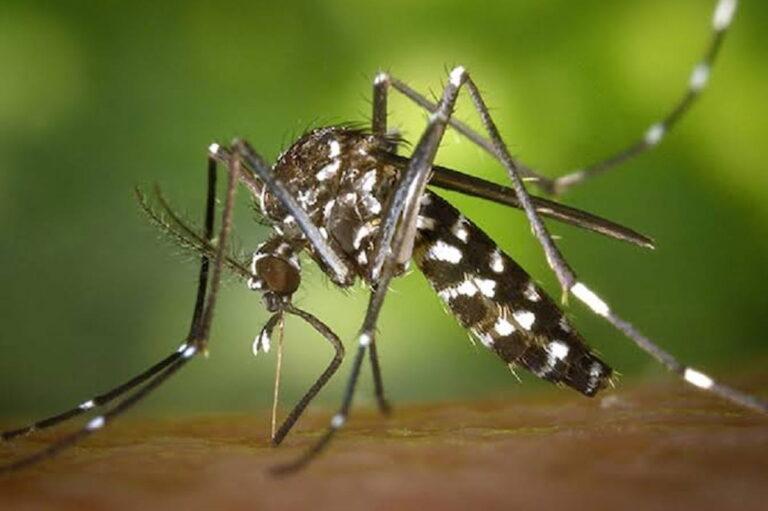 Imagen: Existen 101 casos de dengue en Hidalgo, dice Ssa