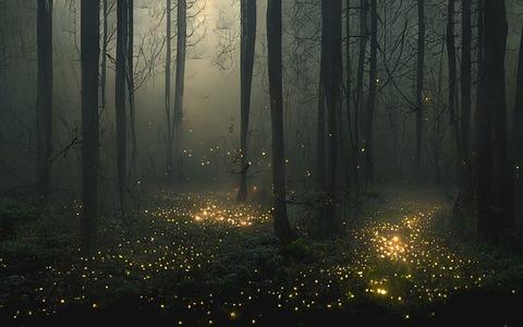 Imagen: Regalos del ecosistema: Visita el santuario de luciérnagas
