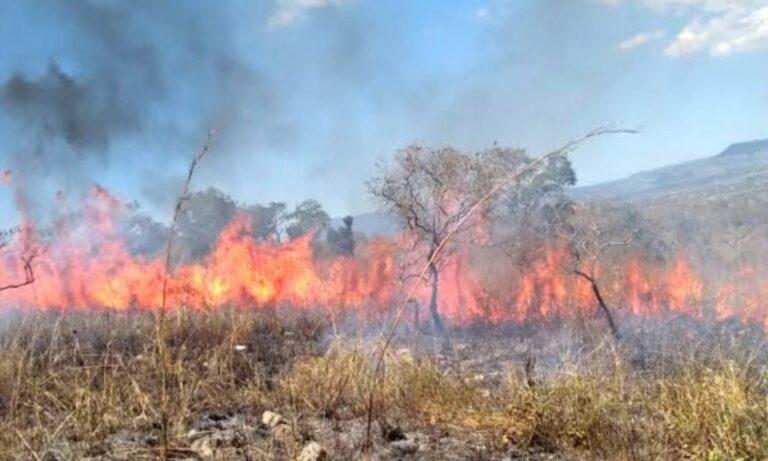 Imagen: Incendio en Huautla fue sofocado por ciudadanos