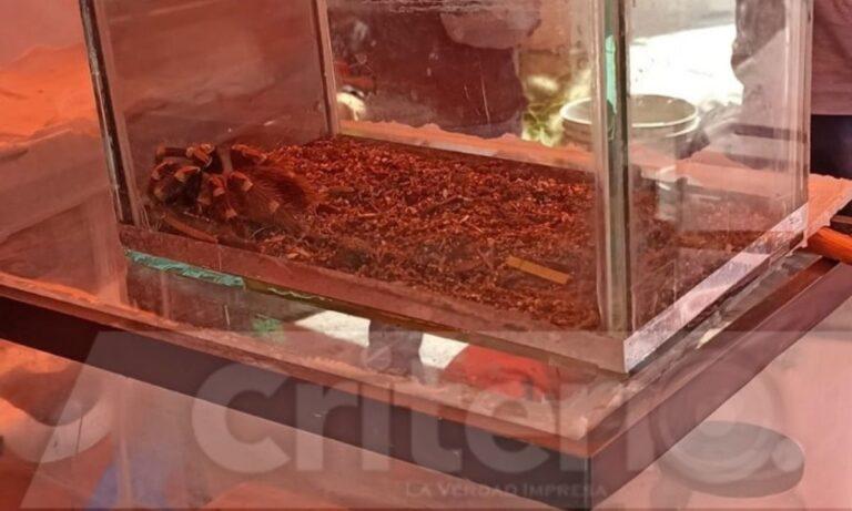 Imagen: Denuncian venta ilegal de animales en el tianguis de La Providencia