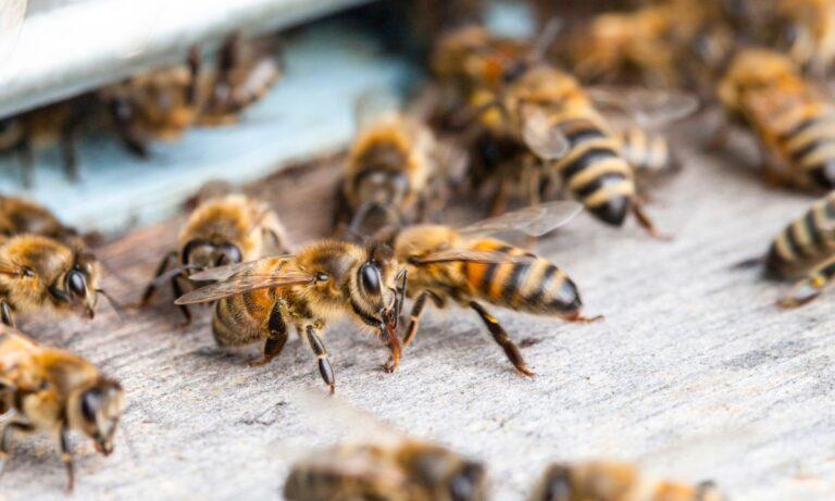 Imagen: San Antonio, Huejutla: un ataque de abejas causa picaduras a personas y animales