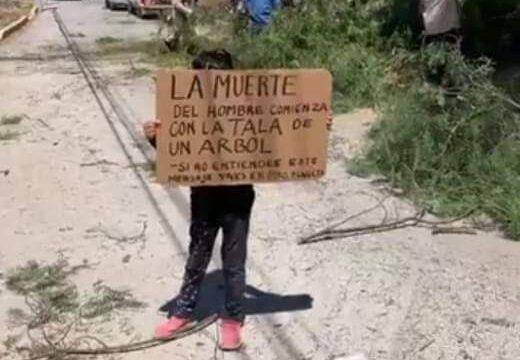 Imagen: Denuncian tala ilegal de árboles en Tula