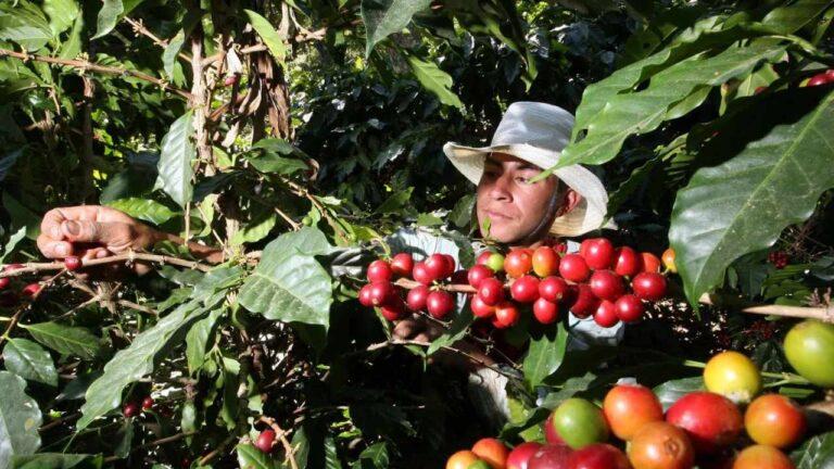 Imagen: Sequía afectó a cafeticultores de Sierra y Huasteca, en Hidalgo