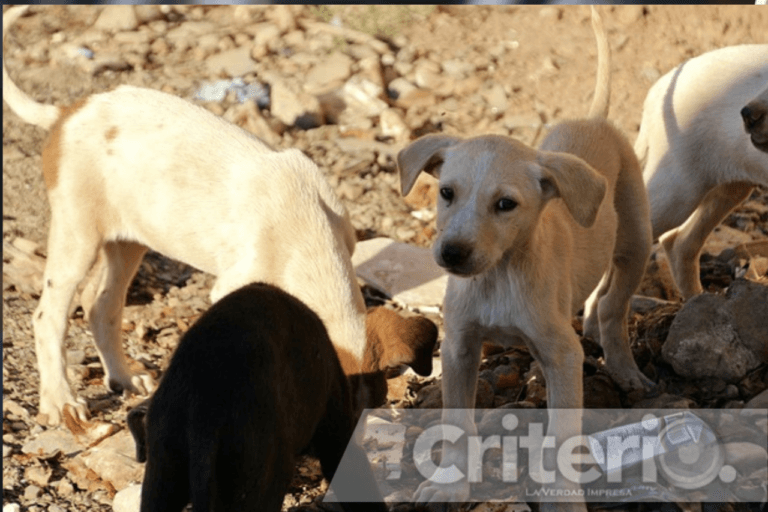 Imagen: Vive Ladrido III: evento solidario para animales