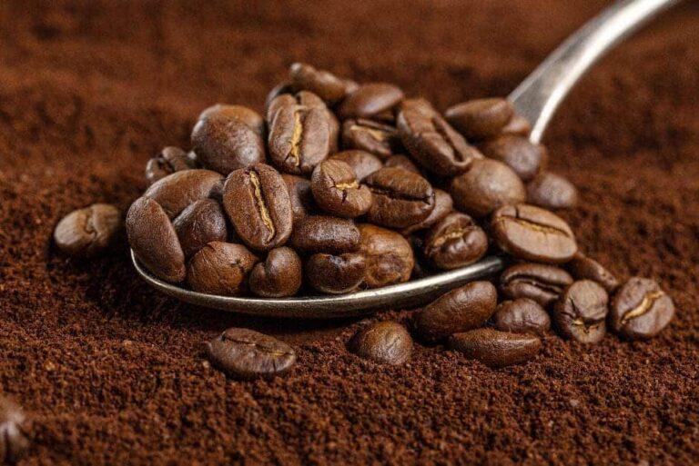Imagen: ¿Qué podrás disfrutar en la Expo Café 2024?