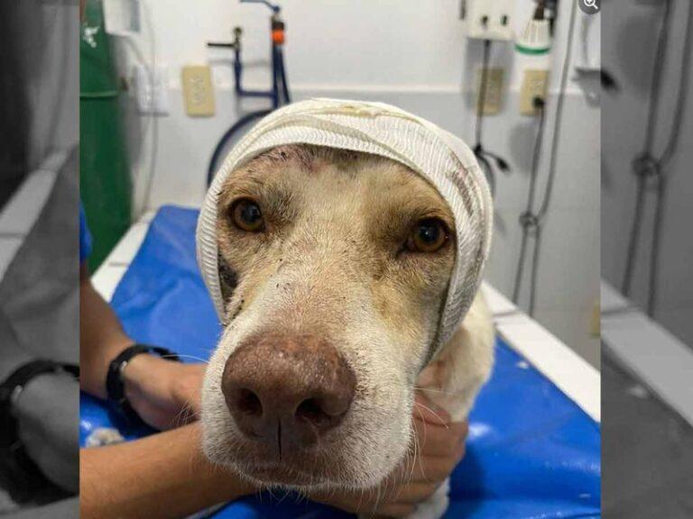Imagen: Gringo, otro perro que fue atacado a machetazos