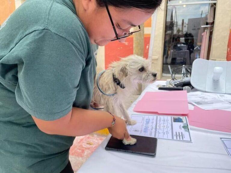 Imagen: Registro de mascotas para mejorar control y bienestar animal, en Zimapán