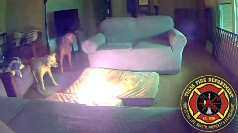 Imagen: Video: Un perro provocó que su casa se incendiara por completo