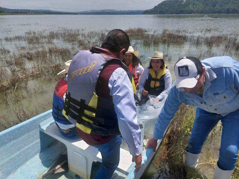 Imagen: Sedagro hace tercera siembra de peces en presa Requena de Tepeji del Río