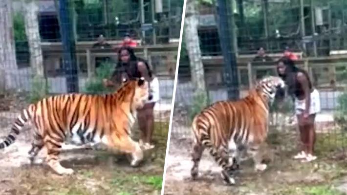 Imagen: Mujer salta reja en zoológico para acariciar a un tigre de bengala