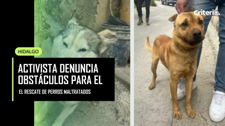 Imagen: Activista denuncia obstáculos para el rescate de perros maltratados en Real del Monte