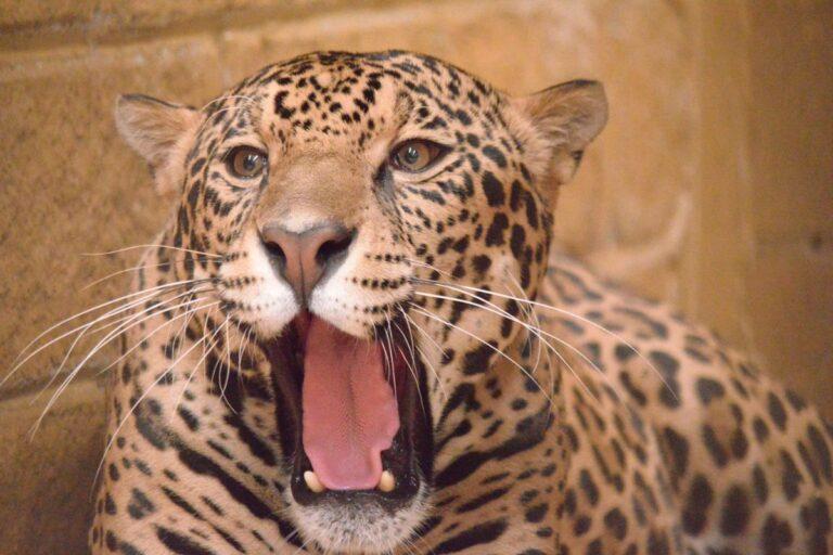 Imagen: Fallece Pacus, el jaguar rescatado en Hidalgo, ahora hay una ley en su nombre ¿De qué se trata?