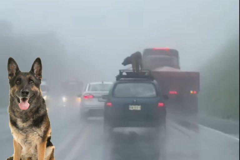 Imagen: Video: Transportan a perrito en toldo de auto bajo la lluvia en la autopista México-Tuxpan