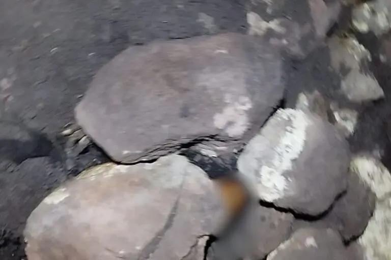 Imagen: Julio Menchaca confirmó el hallazgo de los restos de seis personas, en San Agustín Tlaxiaca