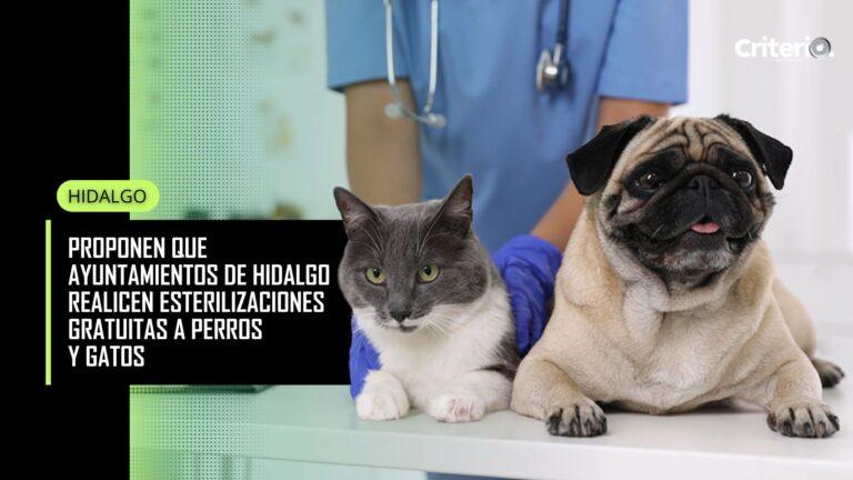 Imagen: Proponen que ayuntamientos de Hidalgo realicen esterilizaciones gratuitas a perro y gatos