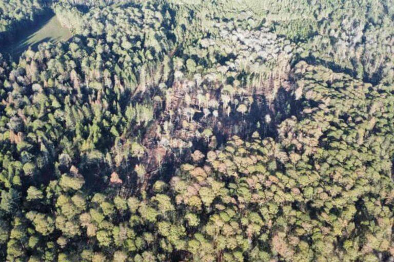 Imagen: “Enorme”, la afectación a bosques de Hidalgo por el gusano descortezador