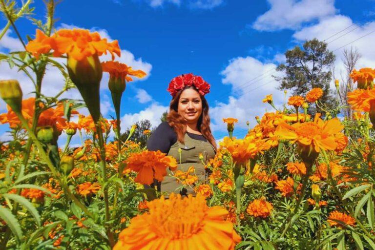 Imagen: ¿Cómo va la venta de flores en Doxey, Tlaxcoapan? Esto dicen los productores 