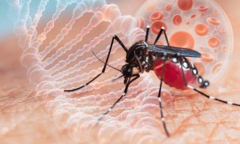 Imagen: Continúa incremento de dengue en la Sierra y Huasteca de Hidalgo