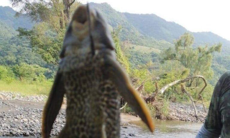 Imagen: Hallan ejemplar de pez diablo en río de Yahualica