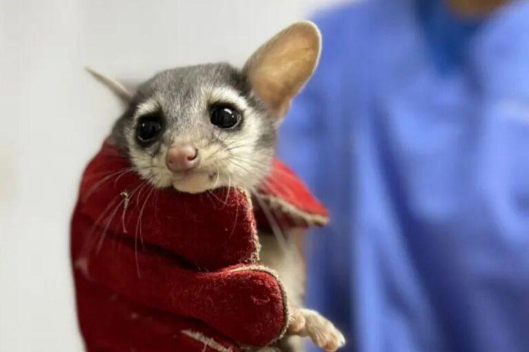 Imagen: Unidad de Fauna Silvestre de Pachuca: ¿Cuántos animales han sido rescatados en este 2024?