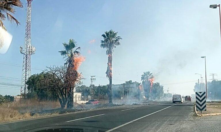 Imagen: Dos palmeras del bulevar Tula-Refinería terminan calcinadas