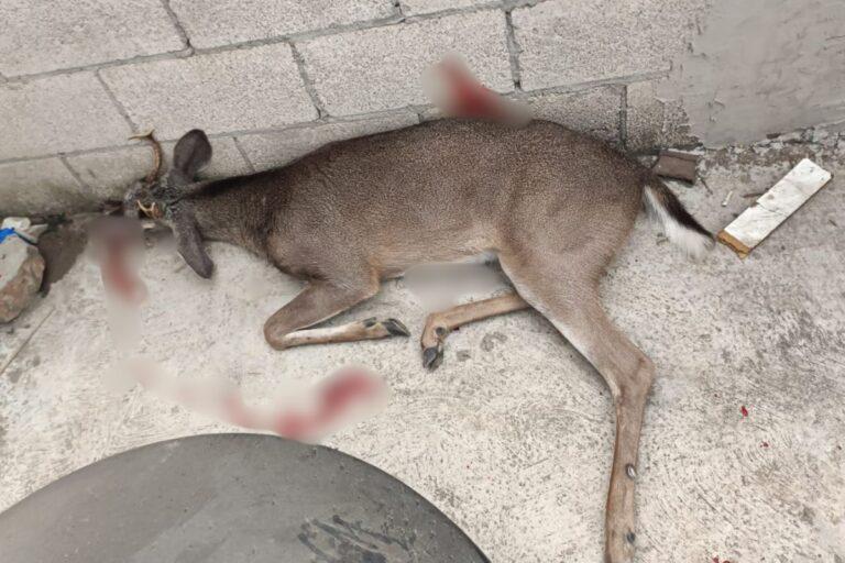 Imagen: Encuentran venado protegido con impacto de bala en El Mirador, Huejutla