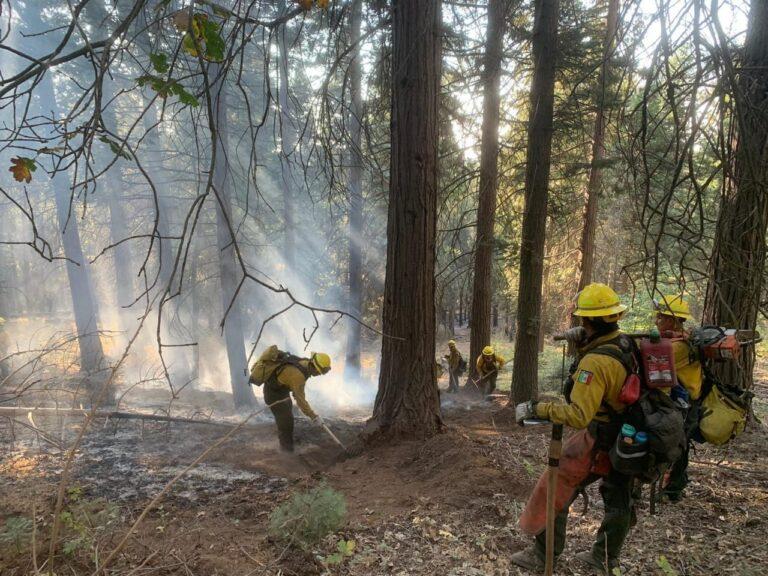 Imagen: Afectaron incendios forestales más de 4 mil 500 hectáreas en Hidalgo, en 2024