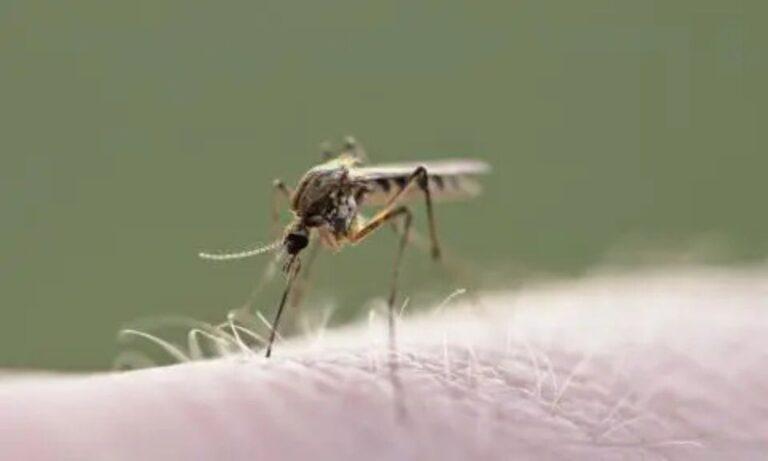 Imagen: Huejutla, municipio con más casos de dengue en Hidalgo, dice SSH