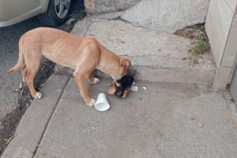 Imagen: Alarma en Tulancingo: perro con hueso sospechoso