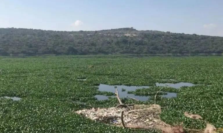 Imagen: Sigue la lucha contra lirio acuático en la presa Endhó: Semarnath